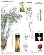Fimbristylis squarrosa