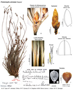 Fimbristylis striolata
