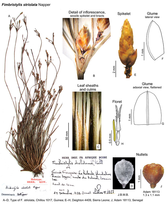 Fimbristylis striolata