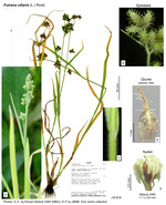 Fuirena ciliaris