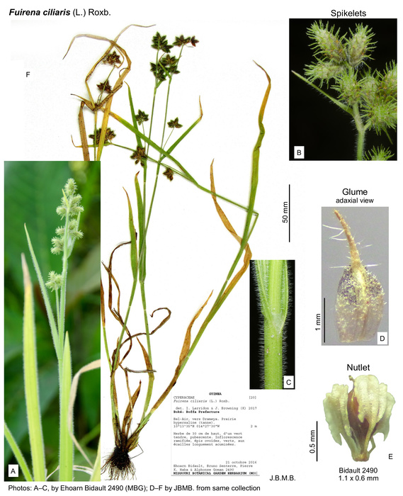Fuirena ciliaris