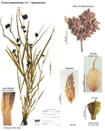 Fuirena leptostachya f. leptostachya