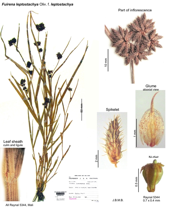 Fuirena leptostachya f. nudiflora