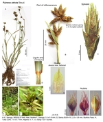 Fuirena stricta