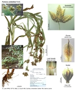 Fuirena umbellata