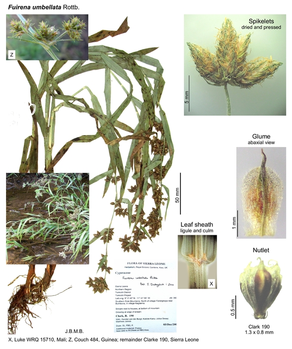 Fuirena umbellata