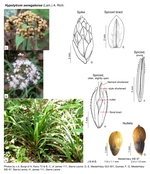 Hypolytrum senegalense