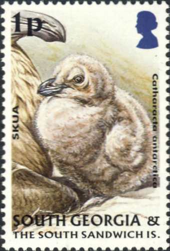 Stercorarius antarcticus Stercorarius antarcticus