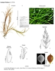 Isolepis fluitans