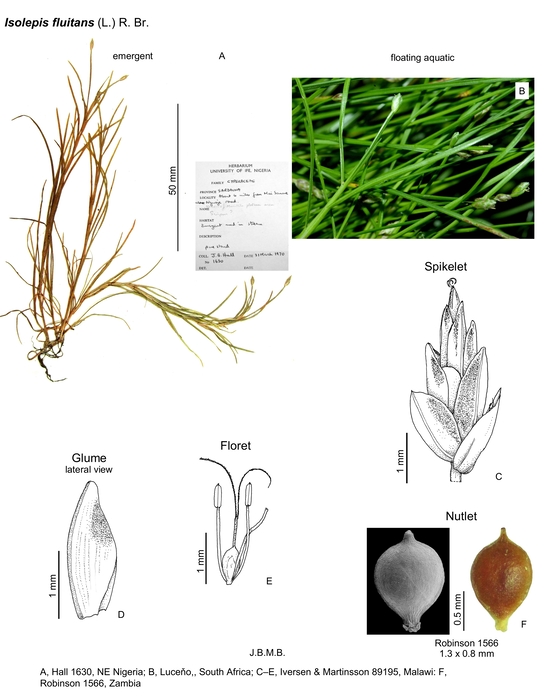 Isolepis fluitans