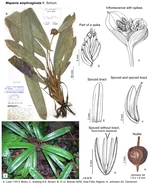Mapania amplivaginata