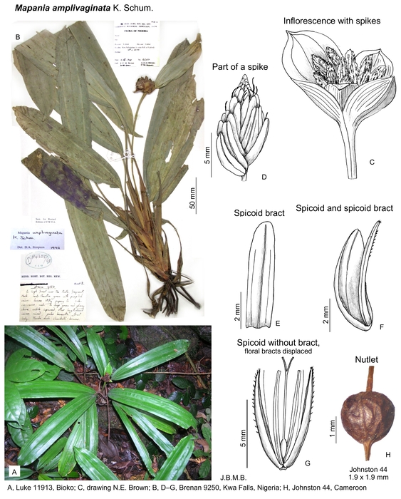 Mapania amplivaginata