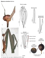 Mapania coriandrum
