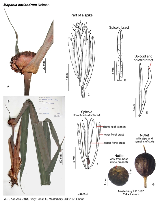 Mapania coriandrum