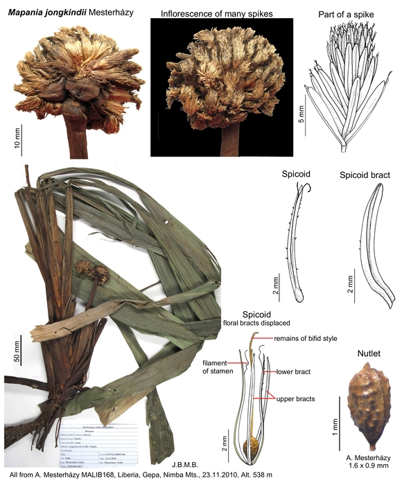 Mapania jongkindii