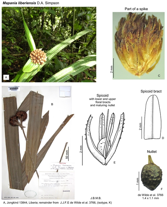 Mapania liberiensis