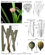 Mapania linderi