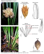 Mapania mangenotiana