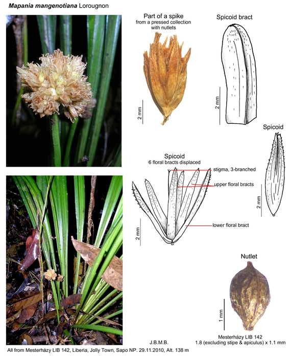 Mapania mangenotiana