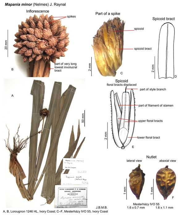 Mapania minor