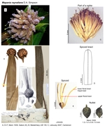 Mapania raynaliana