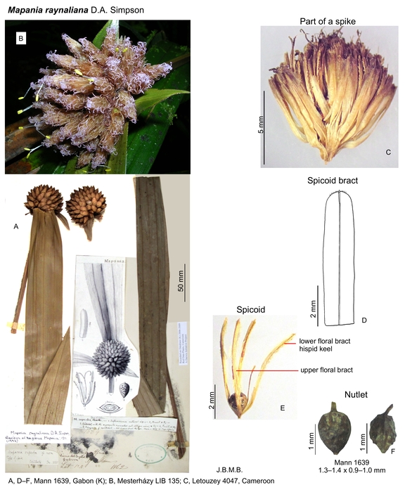 Mapania raynaliana