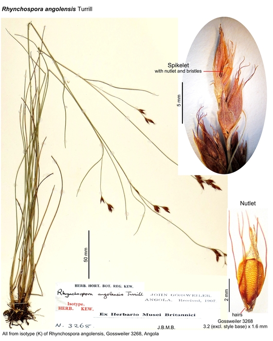 Rhynchospora angolensis