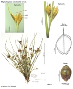 Rhynchospora brevirostris