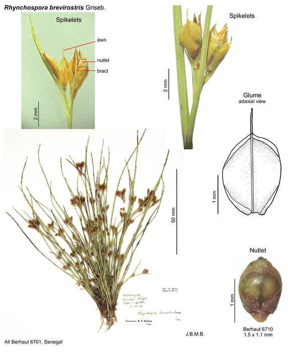 Rhynchospora brevirostris