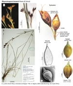 Rhynchospora brownii