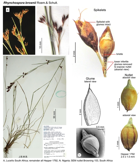 Rhynchospora brownii