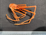 Sternostylus formosus - lateral view, author: Nozères, Claude