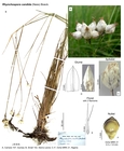Rhynchospora candida