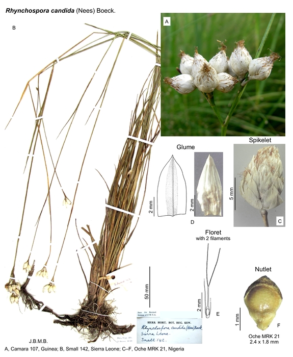Rhynchospora candida