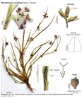 Rhynchospora contracta