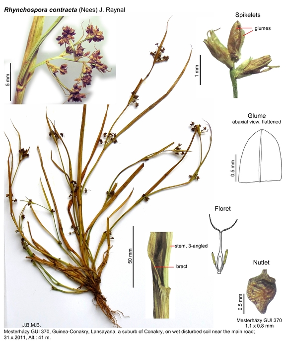 Rhynchospora contracta