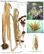 Rhynchospora corymbosa