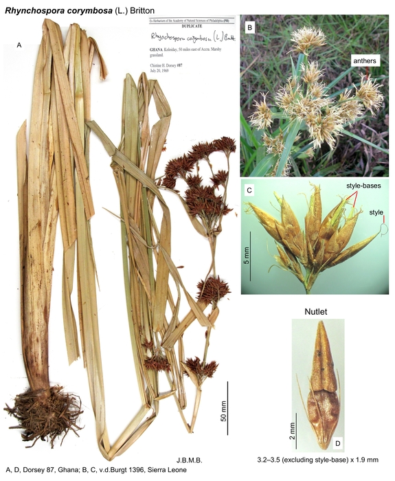 Rhynchospora corymbosa