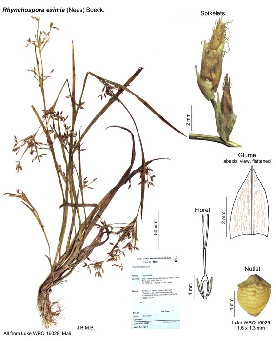 Rhynchospora eximia