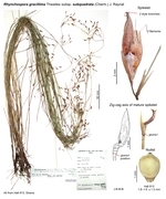 Rhynchospora gracillima subsp. subquadrata