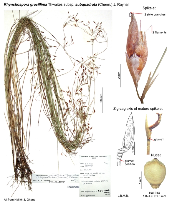 Rhynchospora gracillima subsp. subquadrata