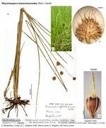Rhynchospora holoschoenoides
