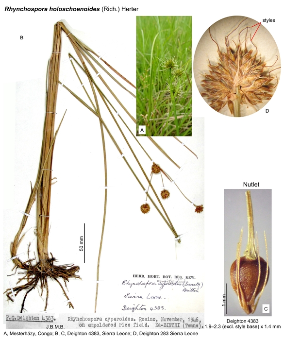Rhynchospora holoschoenoides