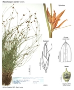 Rhynchospora perrieri