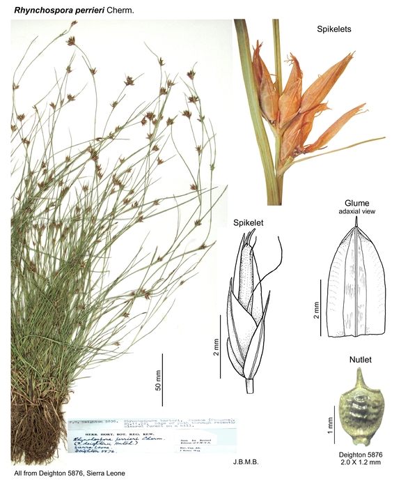 Rhynchospora perrieri