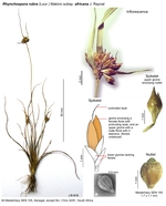 Rhynchospora rubra subsp. africana