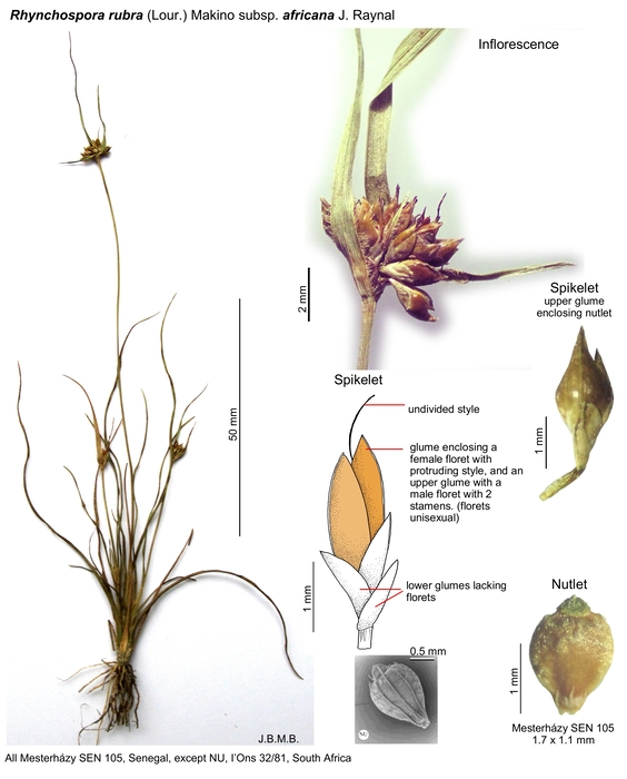 Rhynchospora rubra subsp. africana