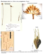 Rhynchospora rubra subsp. senegalensis
