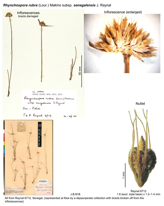Rhynchospora rubra subsp. senegalensis