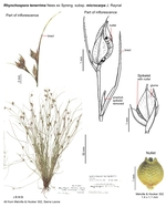Rhynchospora tenerrima subsp. microcarpa
